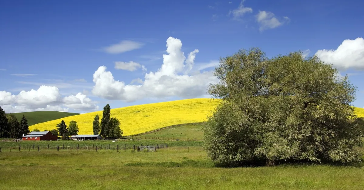 Farmland with a yellow field on a hill and a large tree under a blue sky